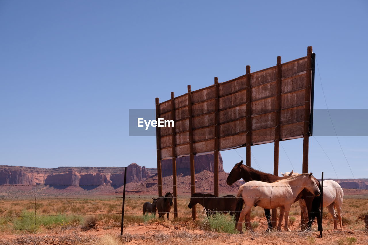 HORSES IN A FIELD