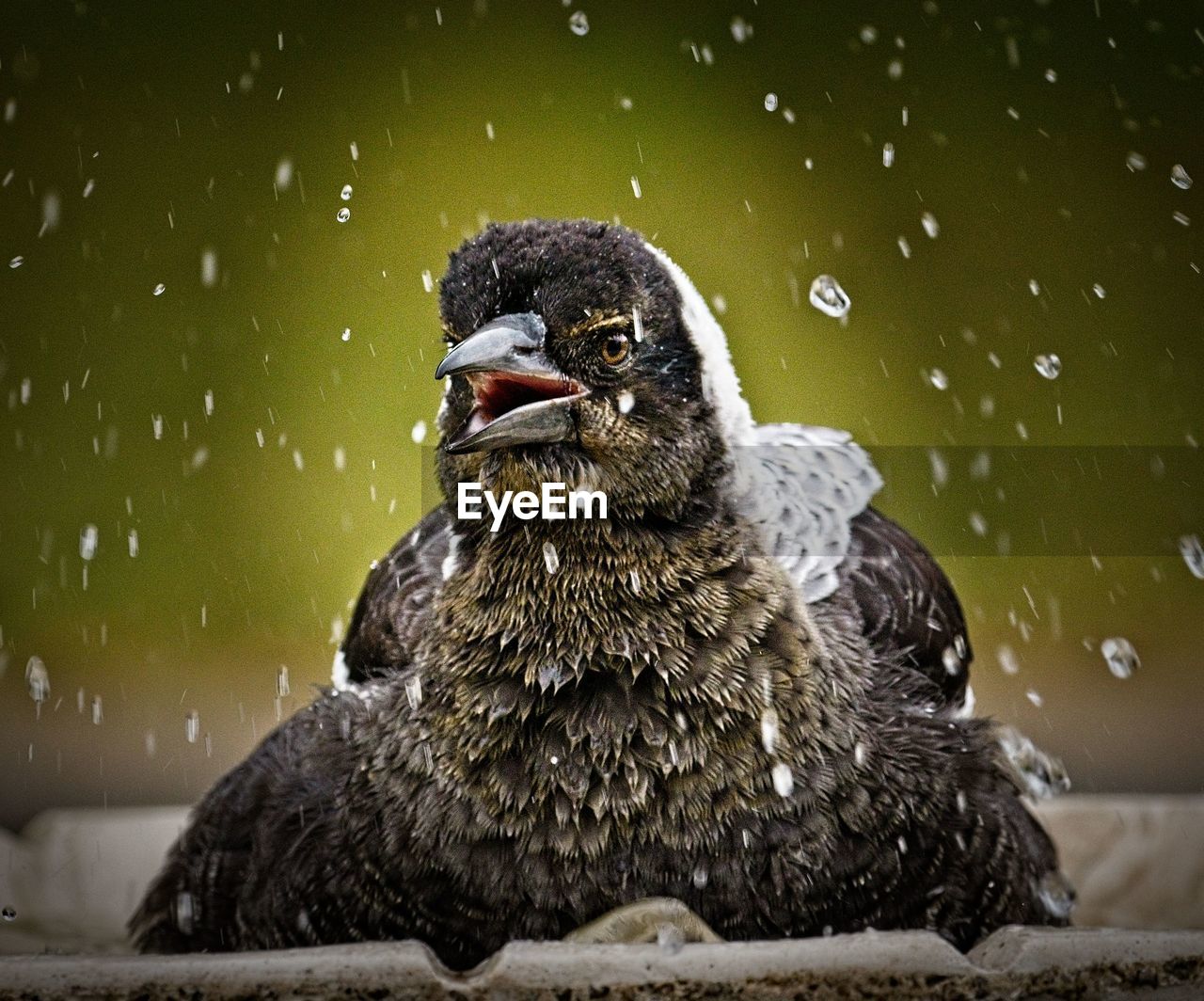 CLOSE-UP OF A DUCK