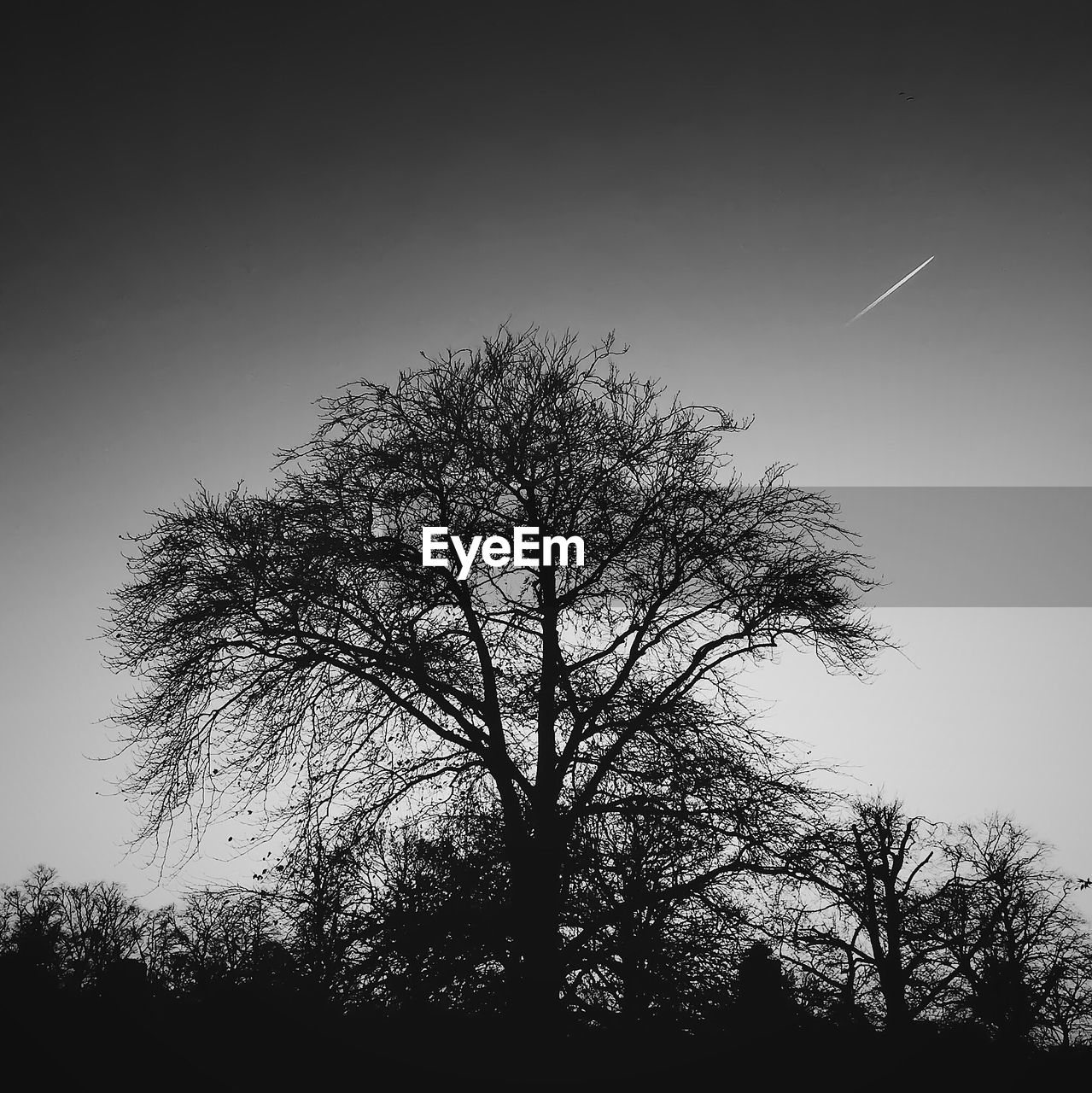 Low angle view of silhouette trees against sky