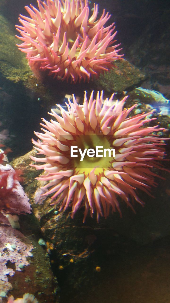 CLOSE-UP OF CORAL UNDERWATER