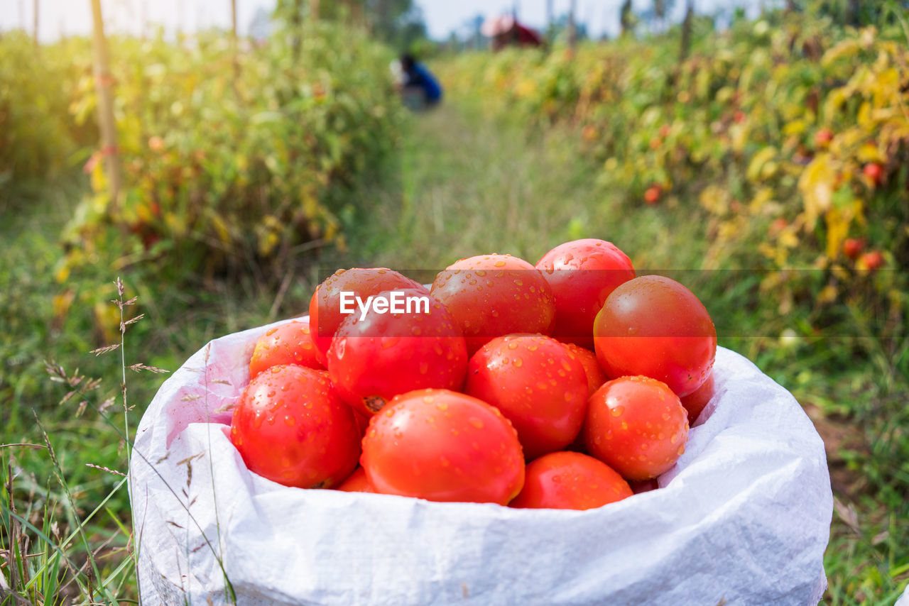 FRESH FRUITS ON FIELD