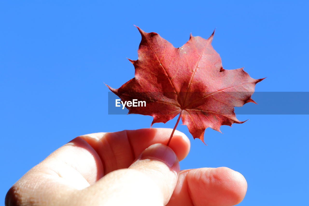 CLOSE-UP OF HAND HOLDING MAPLE LEAF