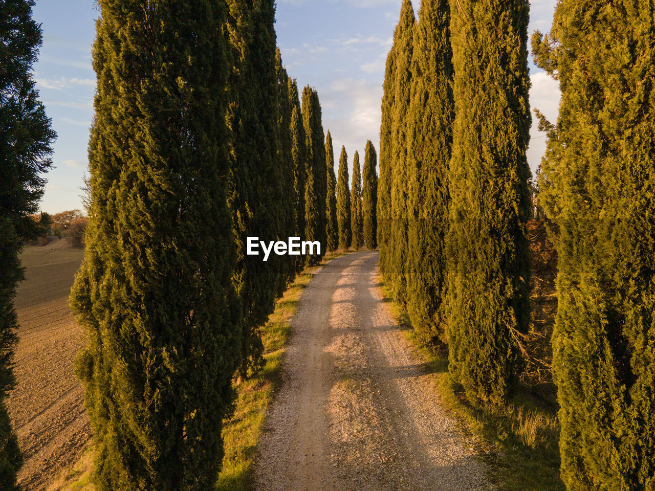 EMPTY ROAD ALONG TREES AND PLANTS
