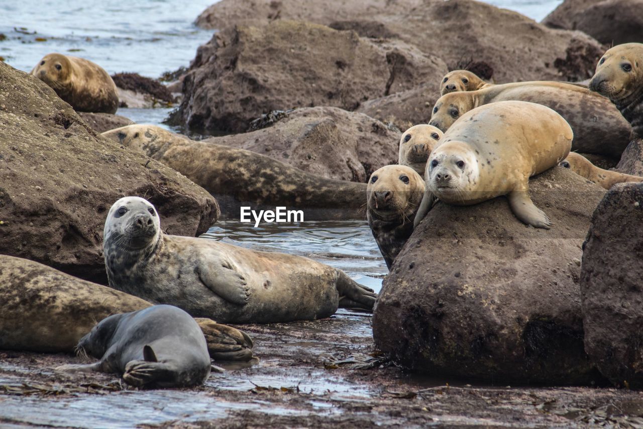 Seals amidst rocks on shore at beach