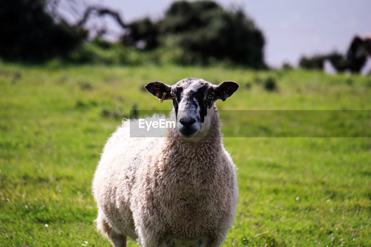 PORTRAIT OF SHEEP ON GRASS FIELD