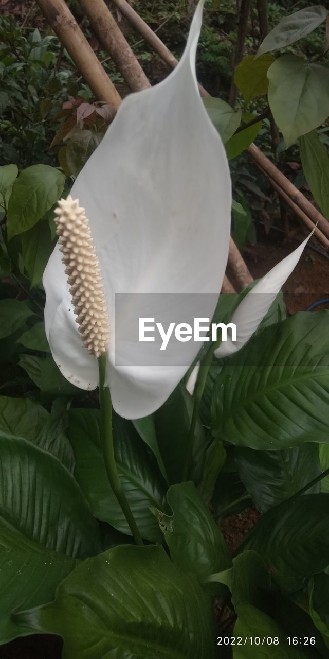 plant, flower, leaf, plant part, growth, beauty in nature, nature, green, flowering plant, white, close-up, no people, freshness, petal, fragility, flower head, day, outdoors, inflorescence, botany, food