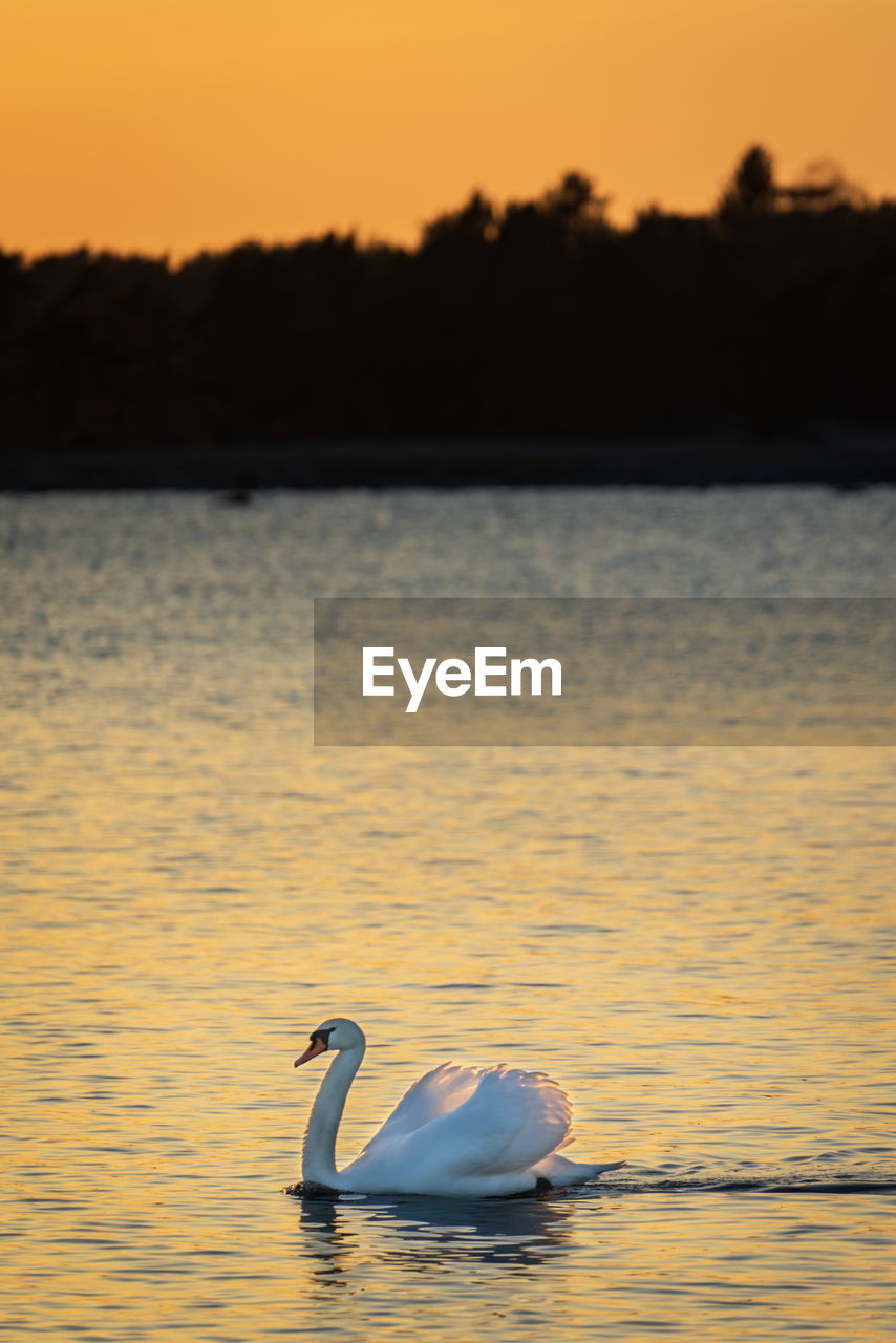 A lone swan at sunset.
