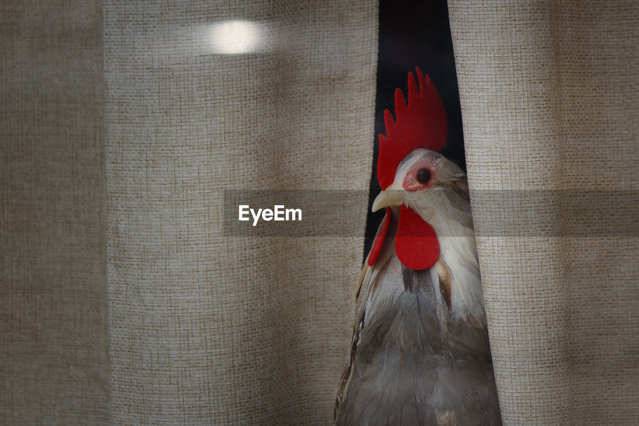 CLOSE-UP OF A BIRD ON WALL