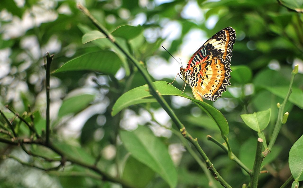 CLOSE-UP OF BUTTERFLY ON FLOWER