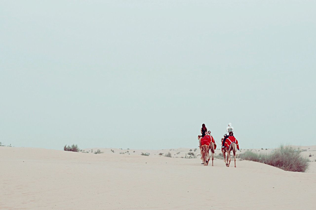 Rear view of people on camels in desert against sky