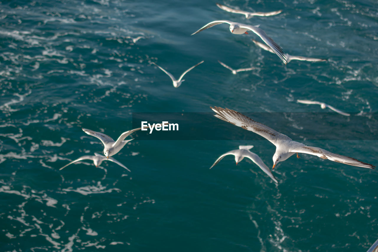 Seagulls flying over sea