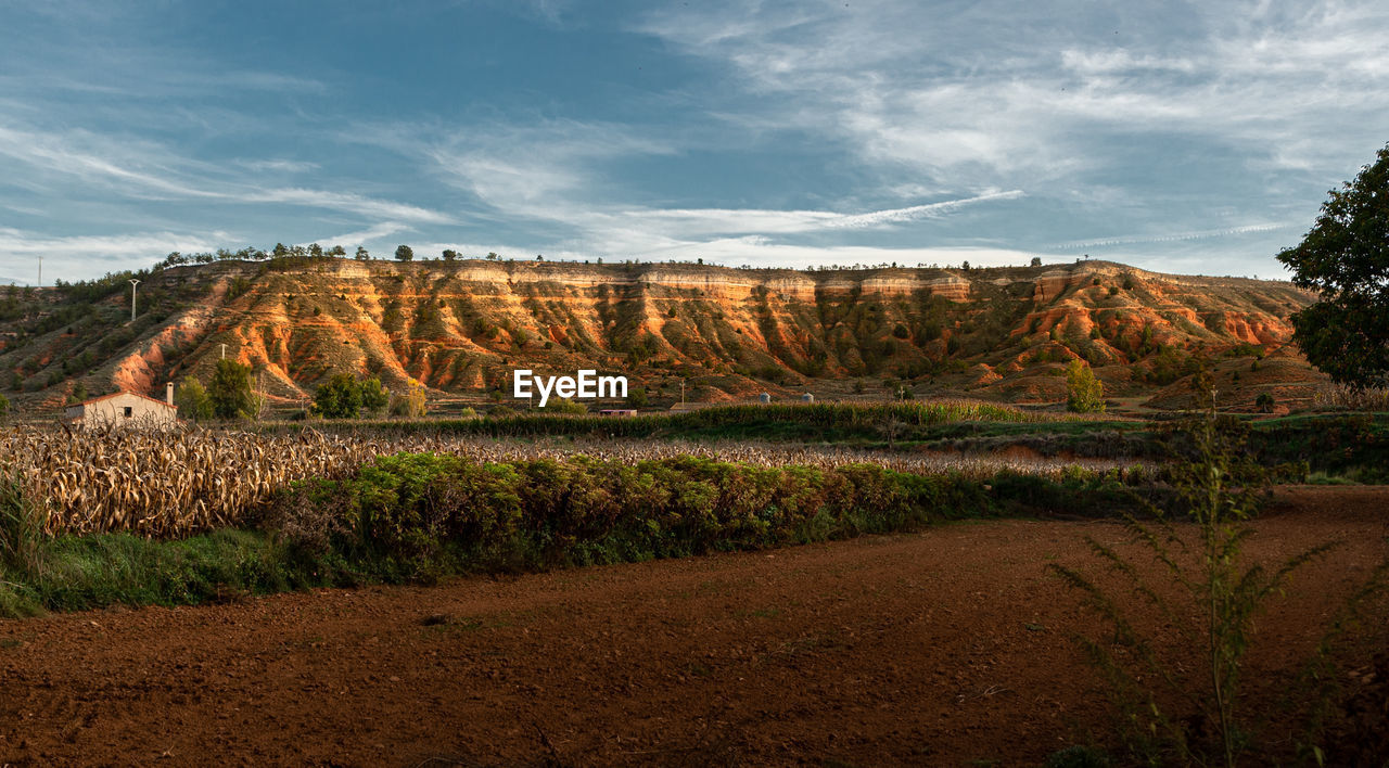 Scenic view of agricultural field against sky