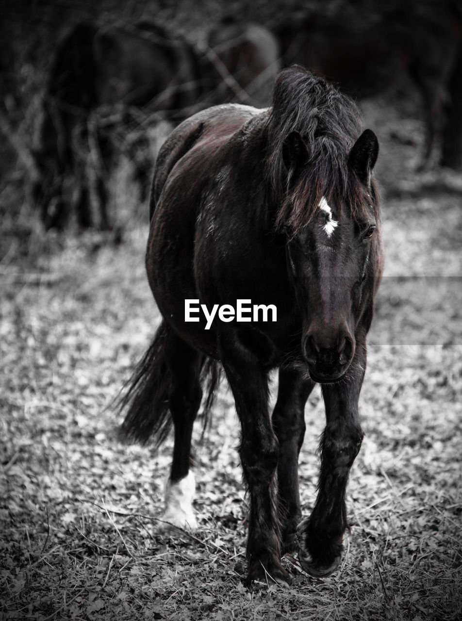 Horse standing in a field