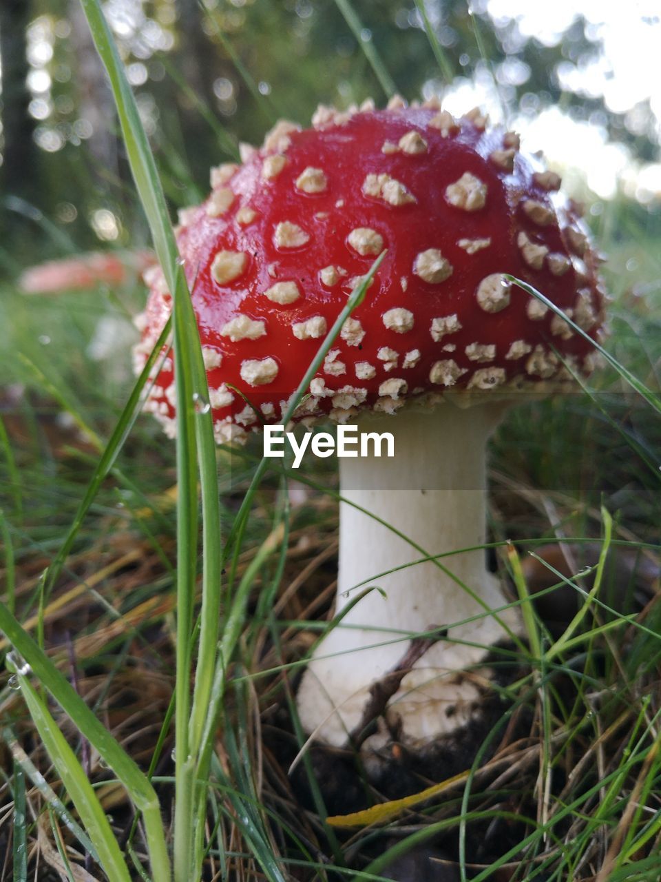 CLOSE-UP OF MUSHROOM IN FIELD