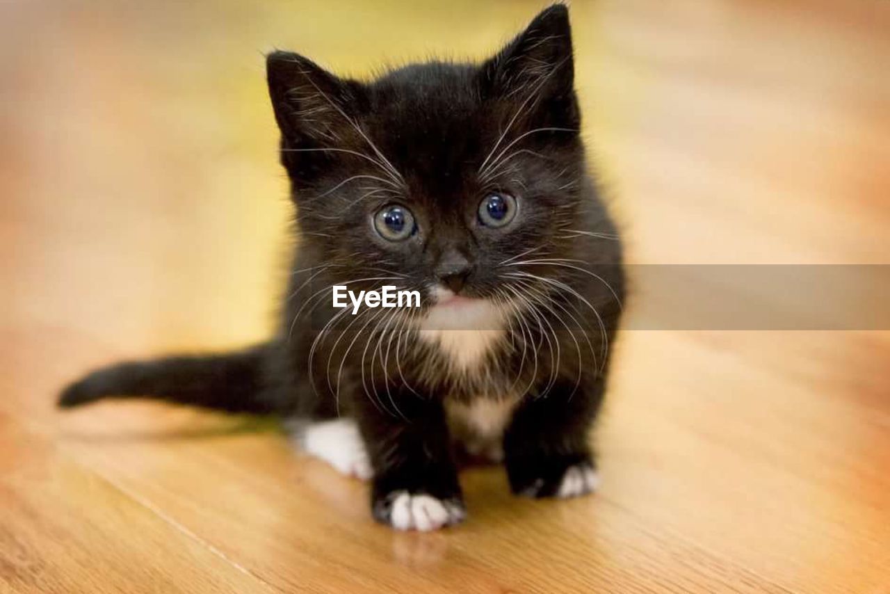 Portrait of black cat on hardwood floor