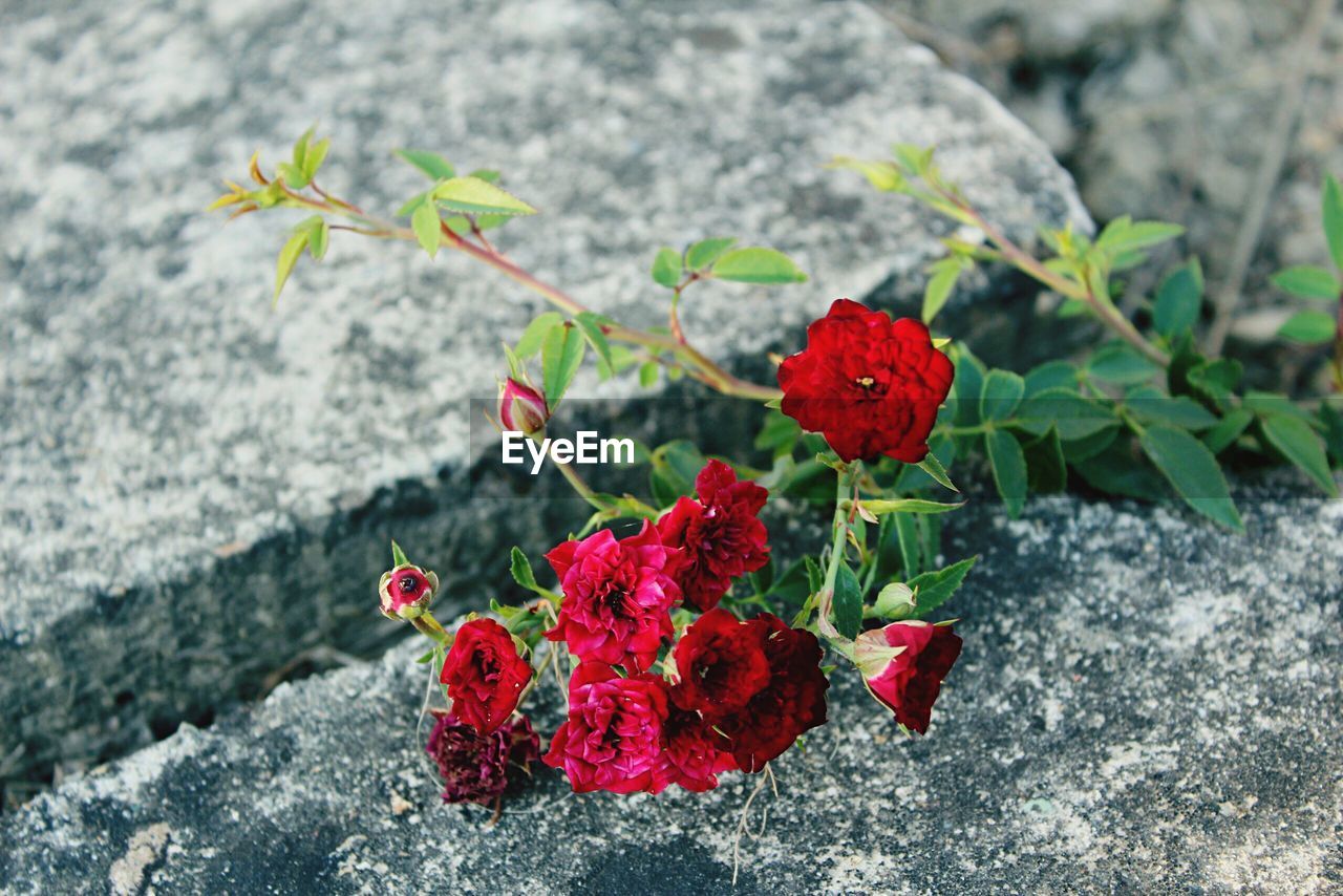 Close-up of red flowering plant on rock