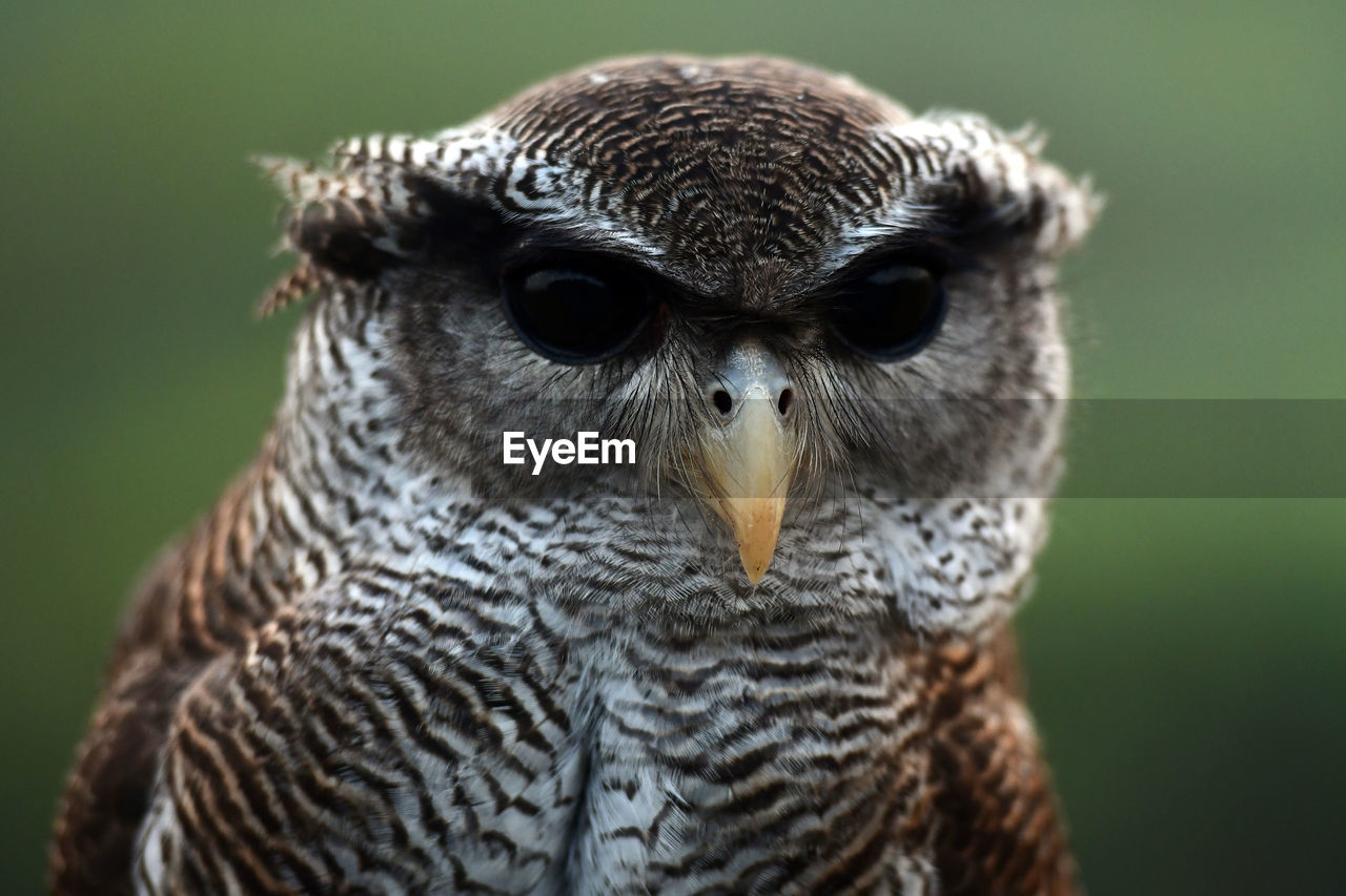 Close-up portrait of a owl