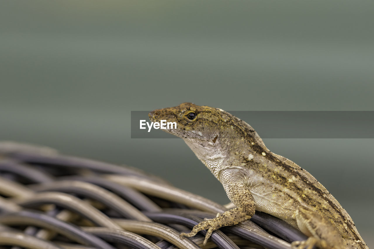 CLOSE-UP SIDE VIEW OF A LIZARD ON A LOOKING AWAY