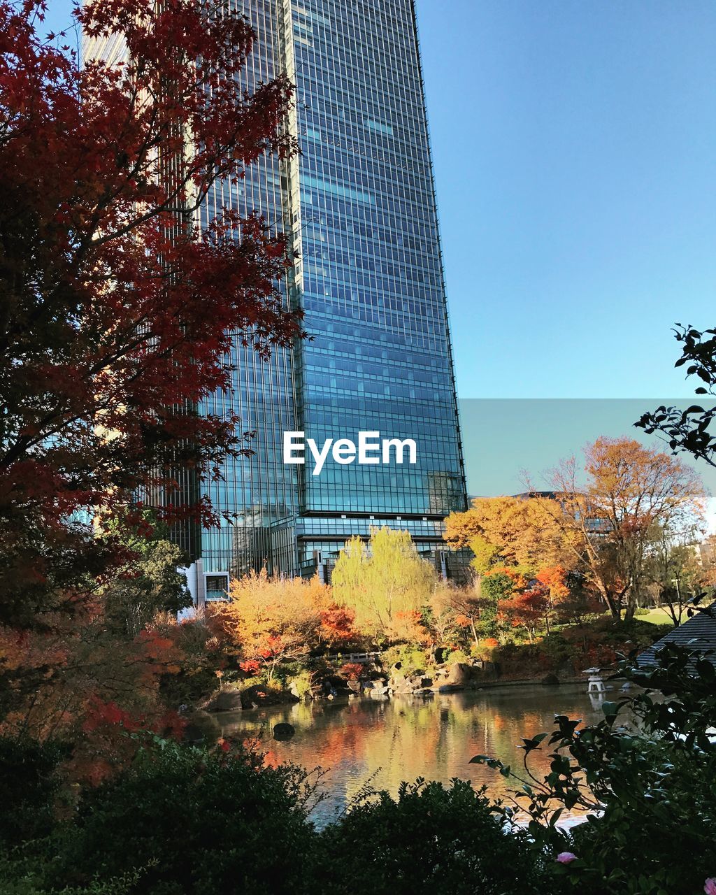 TREES AND BUILDINGS AGAINST SKY