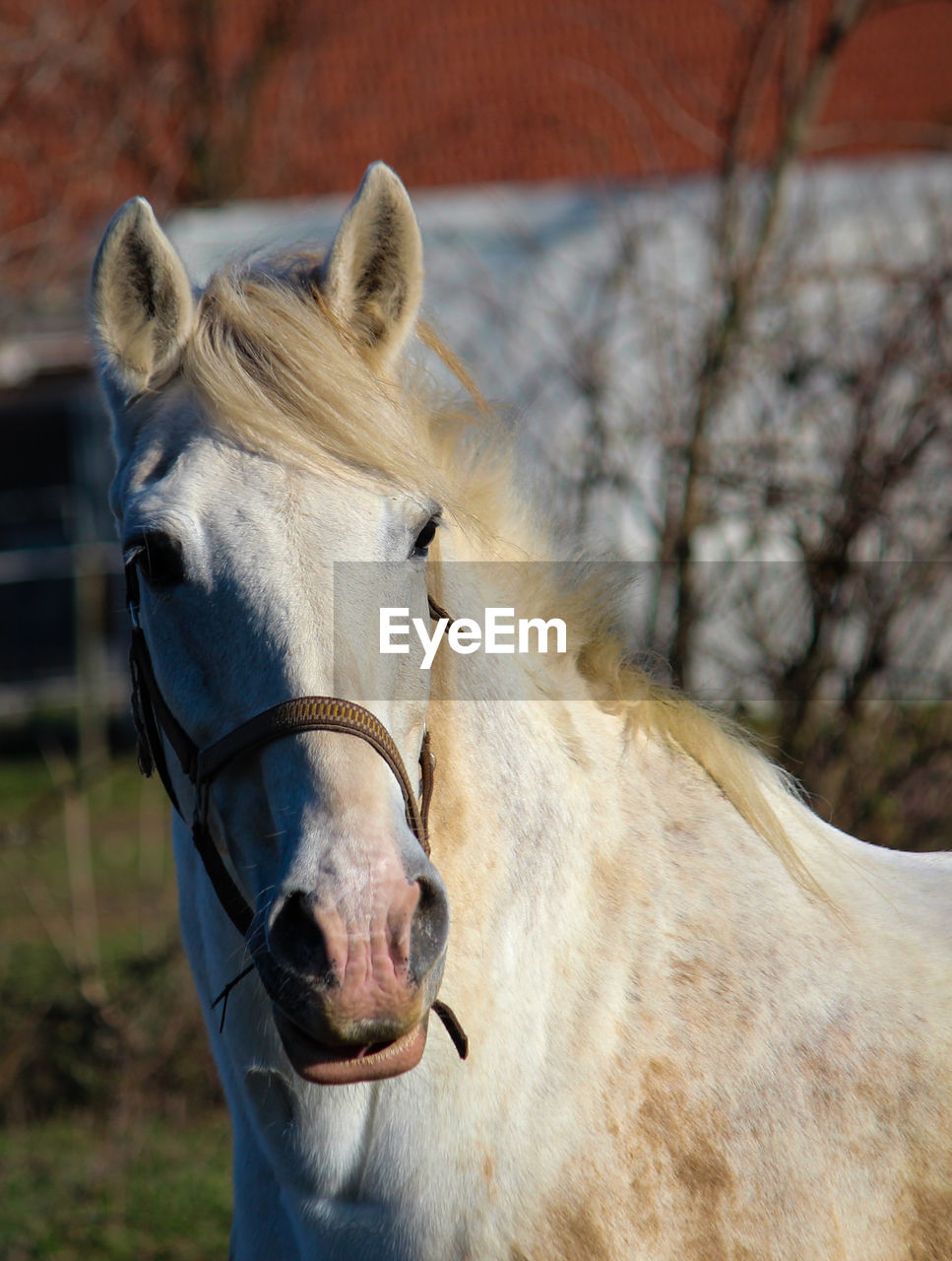 Close-up of a horse