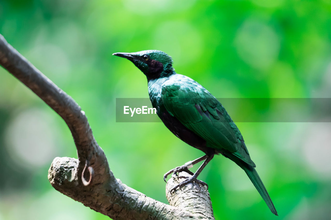 CLOSE-UP OF A BIRD PERCHING ON BRANCH