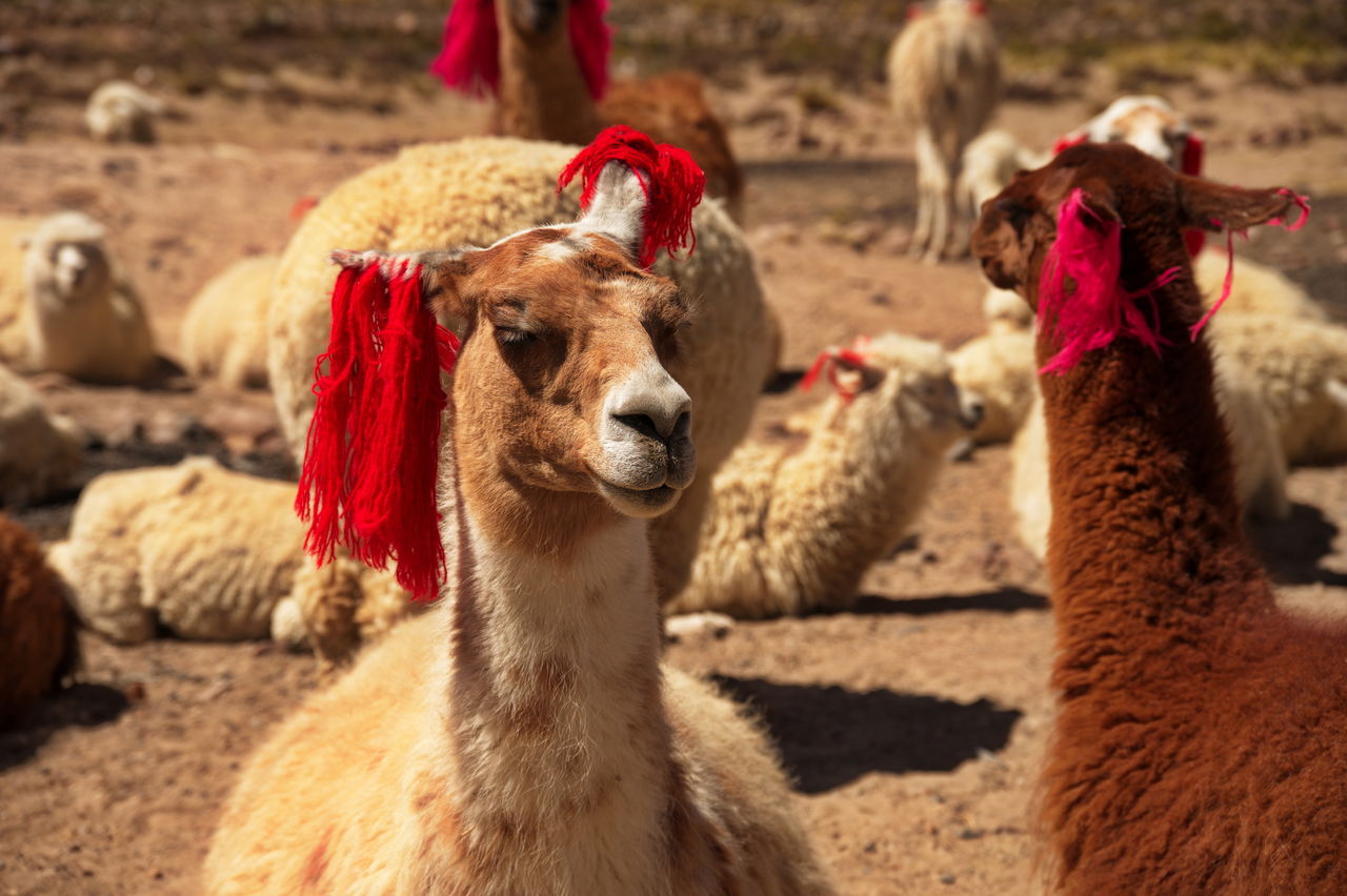 Group of alpacas on pampa canahuas in peru