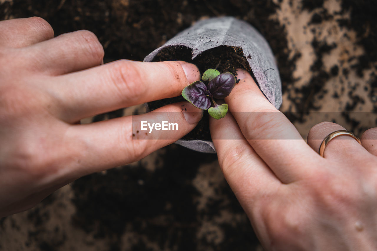 Home plant growing concept. human hands transplant seedlings into separate containers with soil