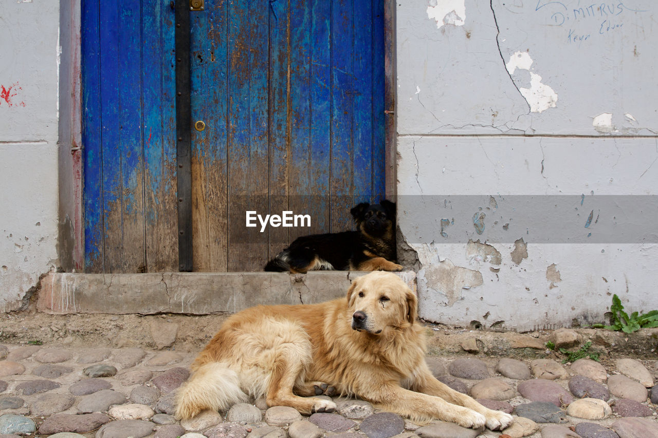 Relaxed dog looking away against the door