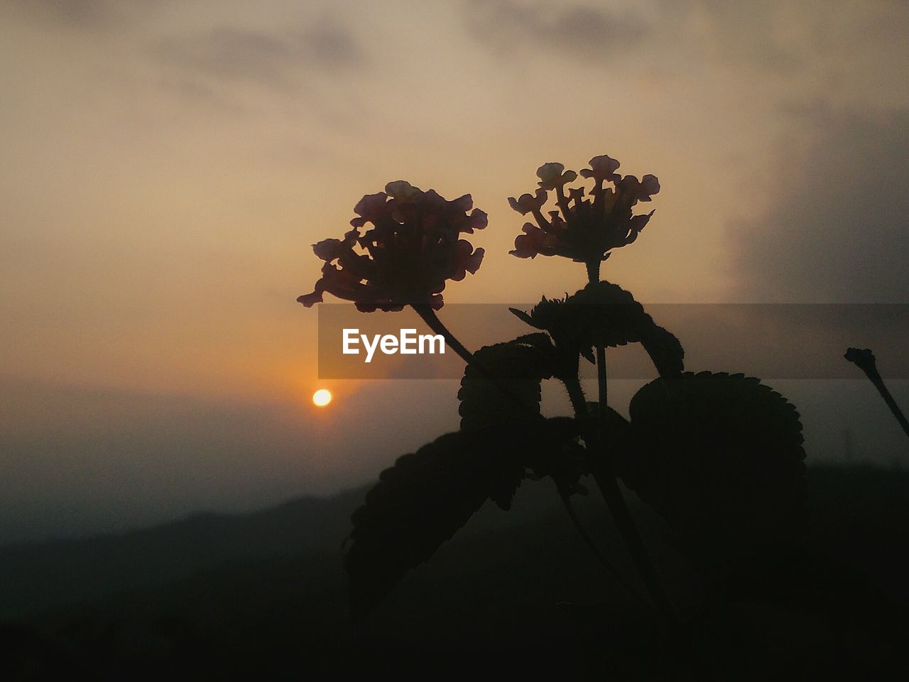 SILHOUETTE OF TREE AGAINST SUNSET