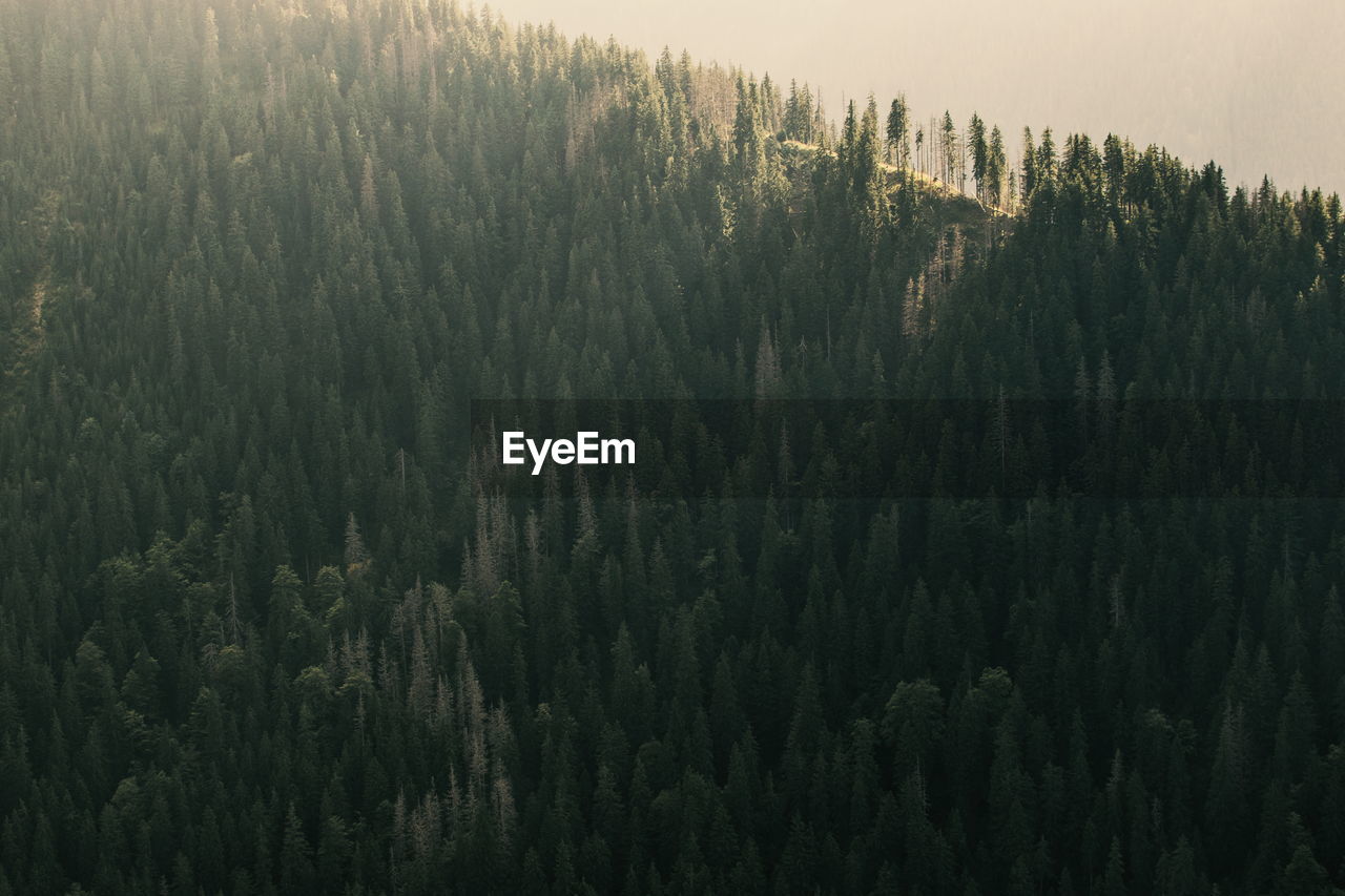 Pine trees in forest against sky