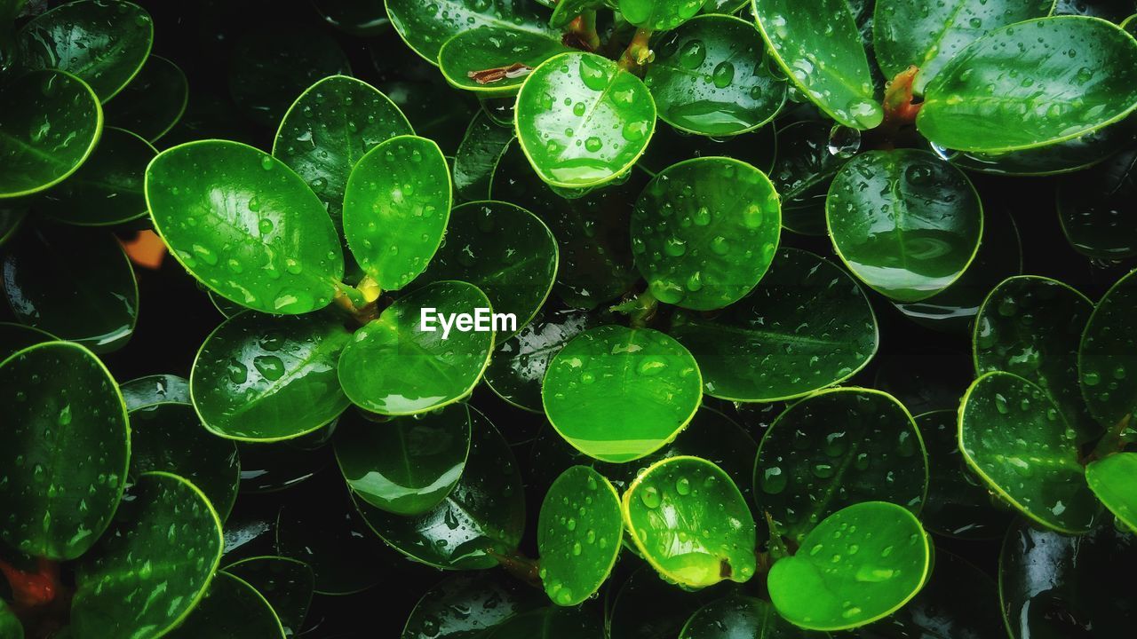 Full frame shot of water drops on leaves