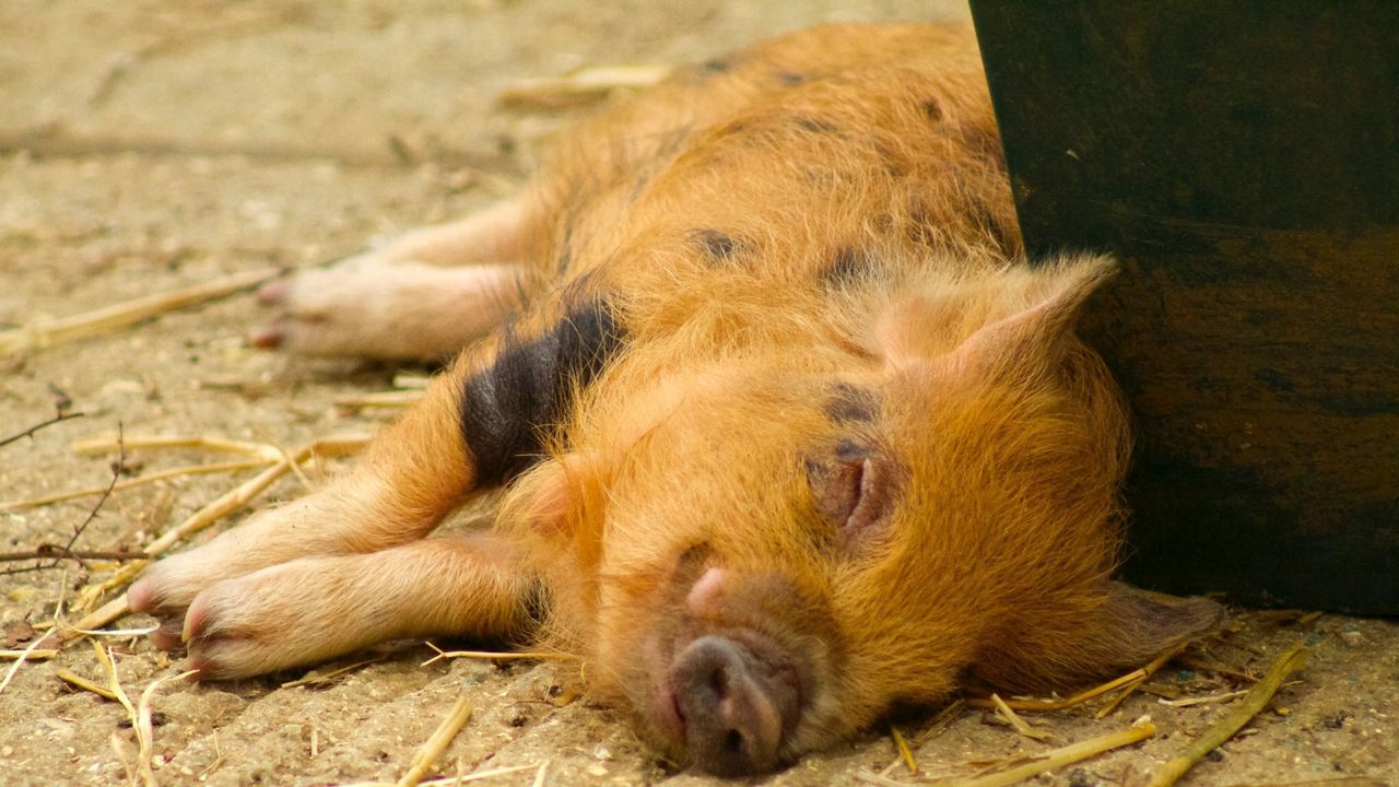 CLOSE-UP OF A SLEEPING DOG