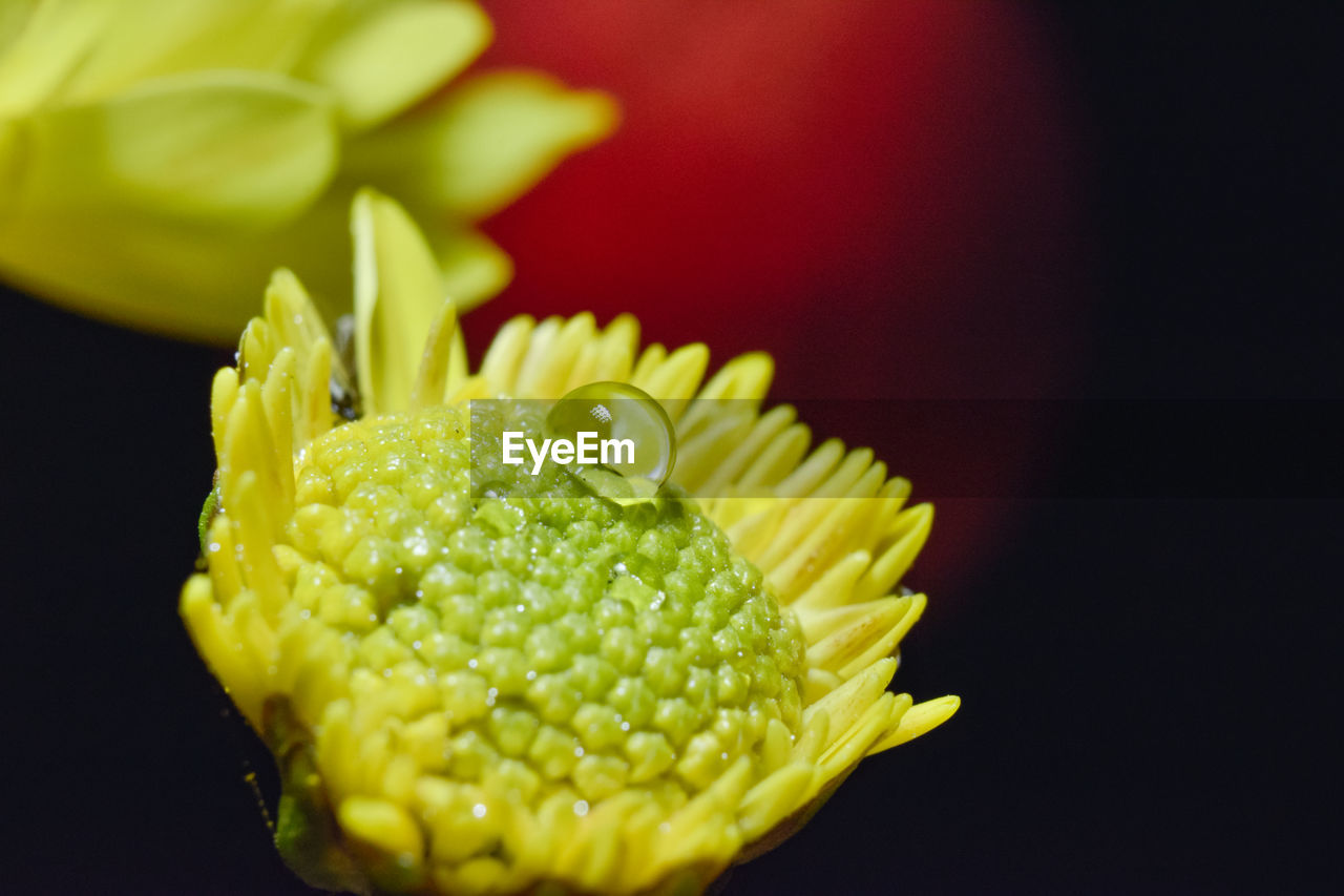 yellow, flower, macro photography, freshness, plant, close-up, green, pollen, flowering plant, beauty in nature, food, petal, no people, food and drink, produce, nature, studio shot, black background, healthy eating, indoors, growth, leaf, flower head, wellbeing