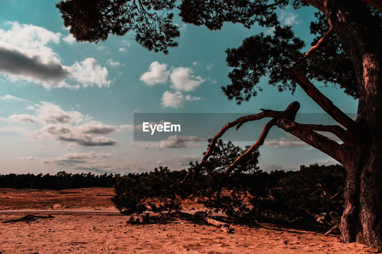 Trees on desert field against sky