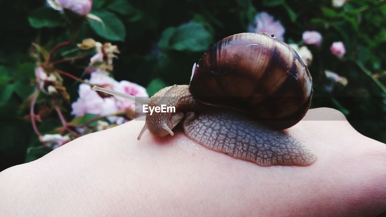 Cropped image of person holding snail