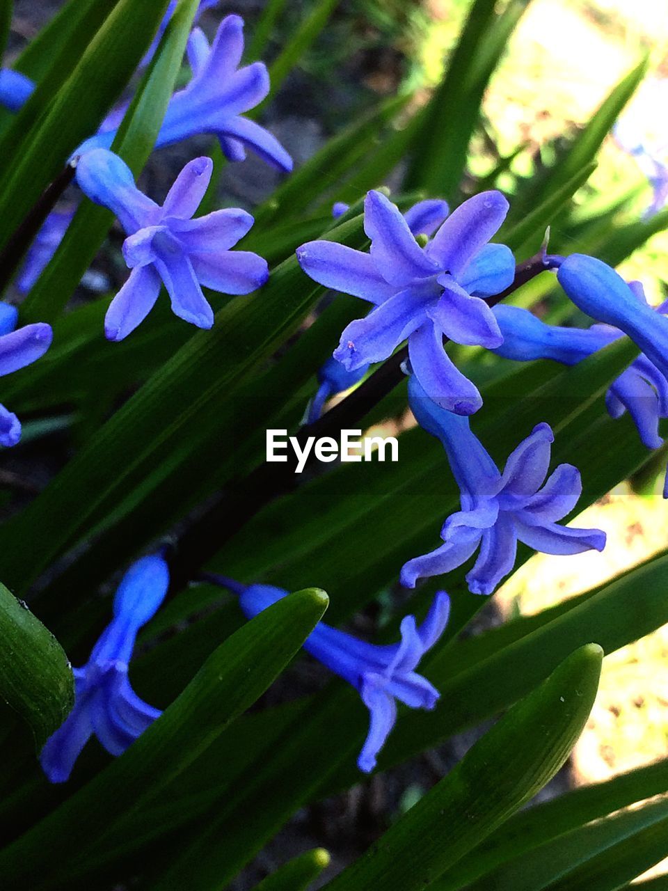 CLOSE-UP OF BLUE FLOWERS IN BLOOM