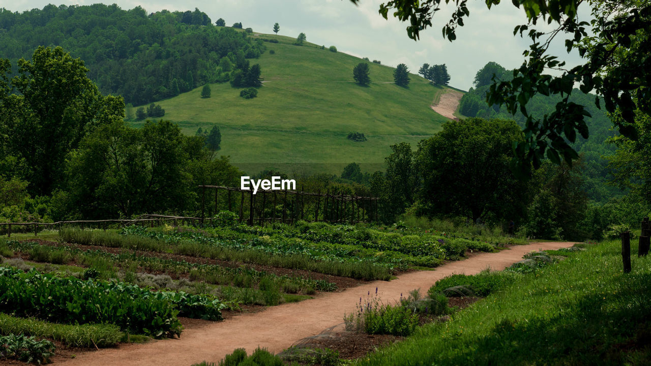 Scenic view of agricultural field against sky