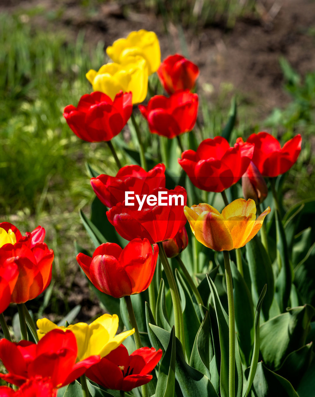 Close-up of red tulips on field
