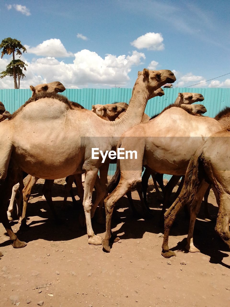 Camels standing outdoors
