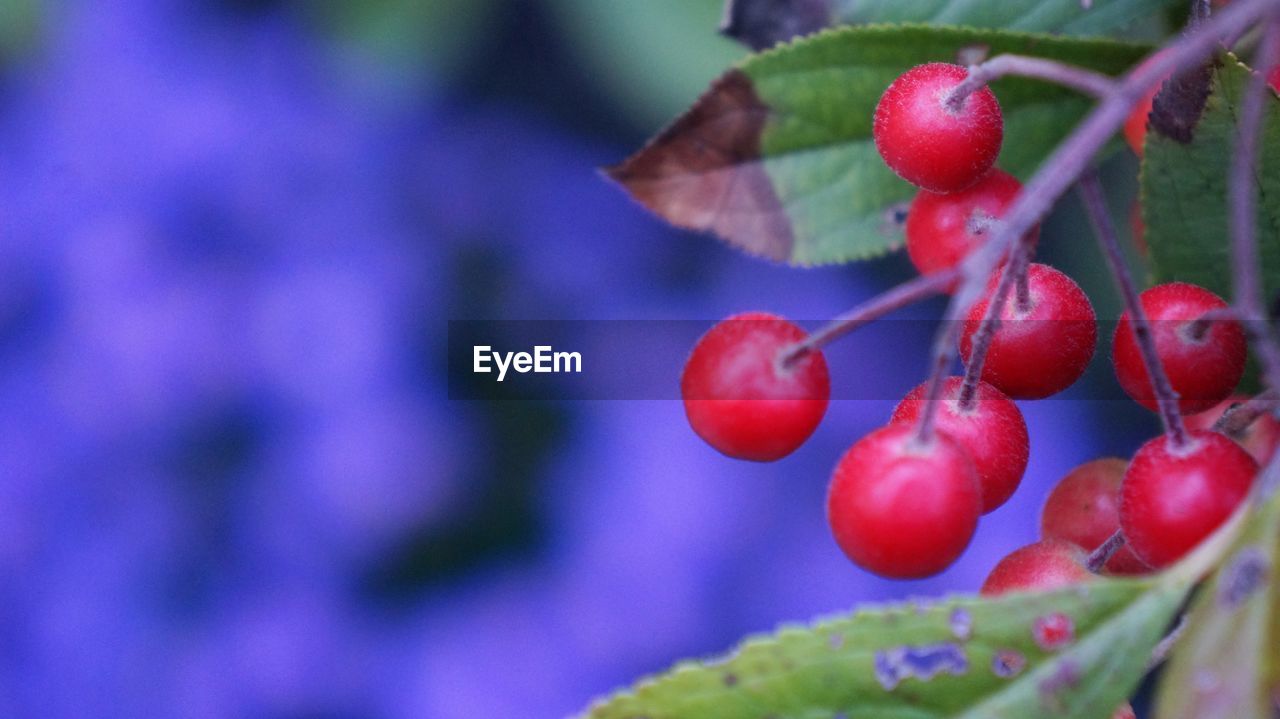 Close-up of red berries growing on tree