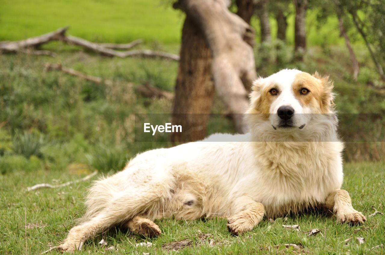 Dog running on field