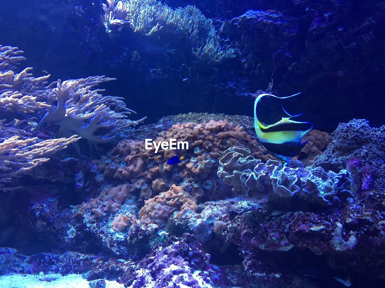 VIEW OF FISH SWIMMING UNDERWATER