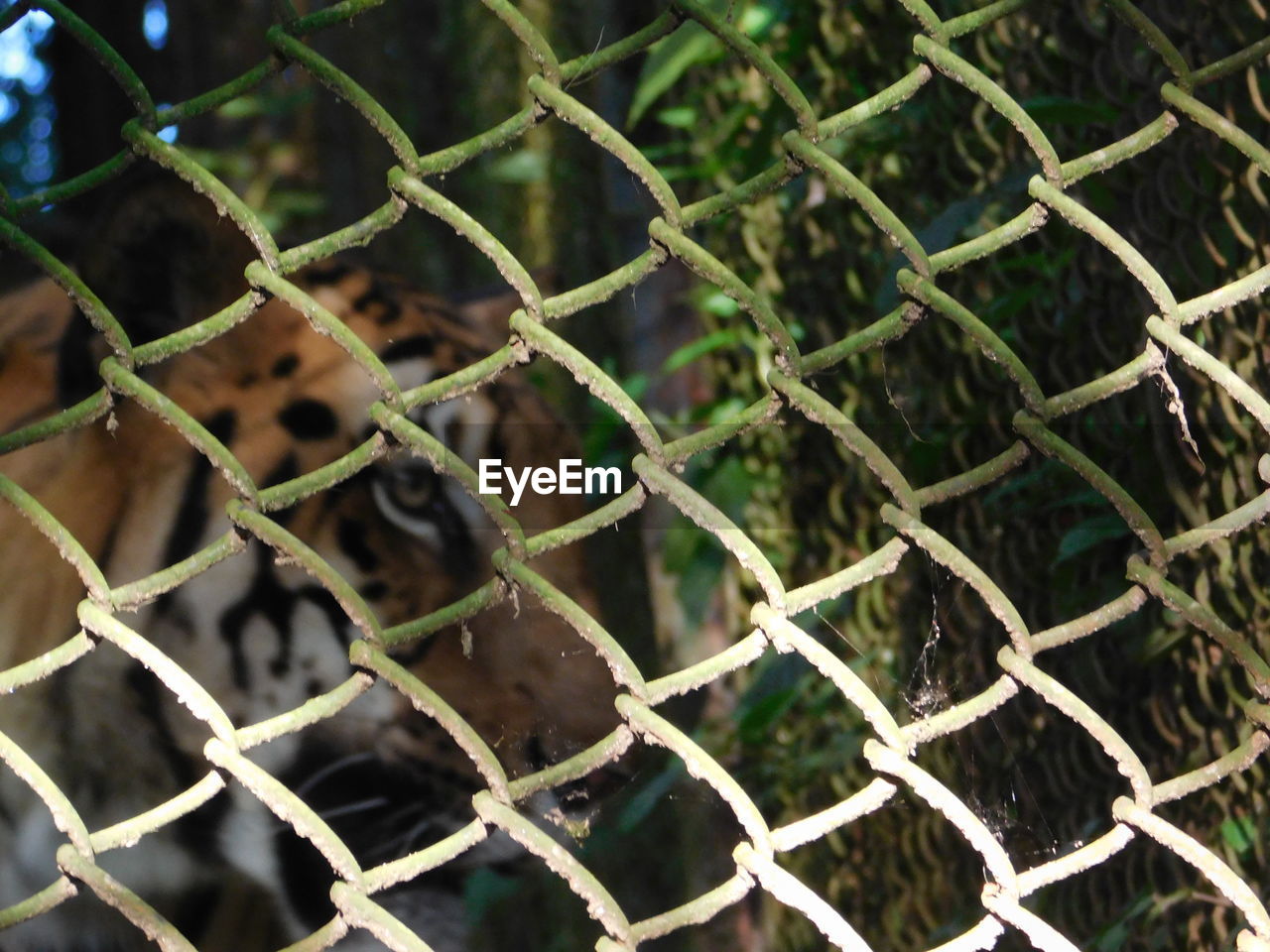 FULL FRAME SHOT OF FENCE