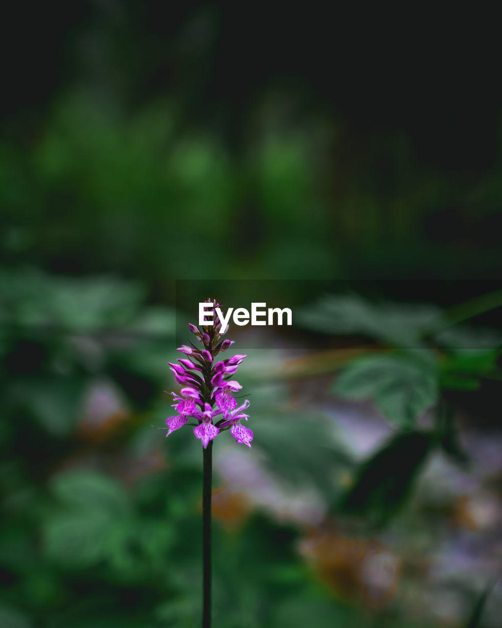 Close-up of purple flowering plant