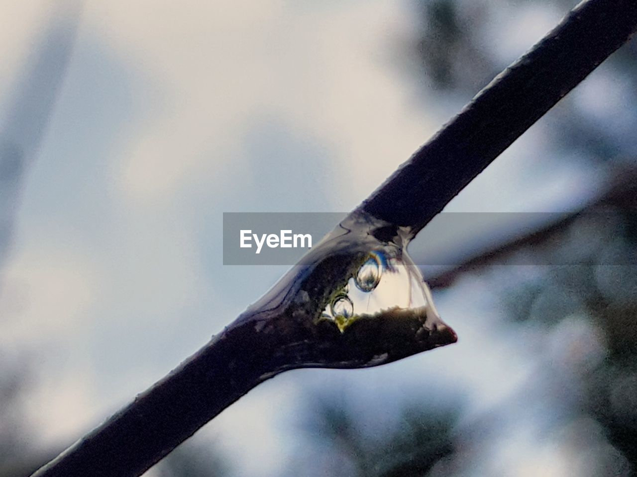 CLOSE-UP OF BIRD PERCHING ON TREE