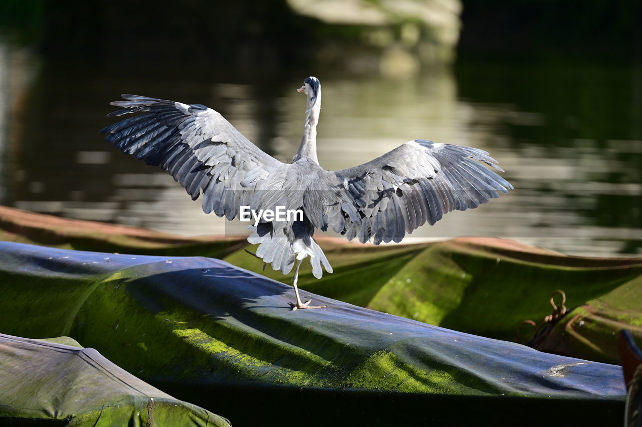 Gray heron perching on cover boat