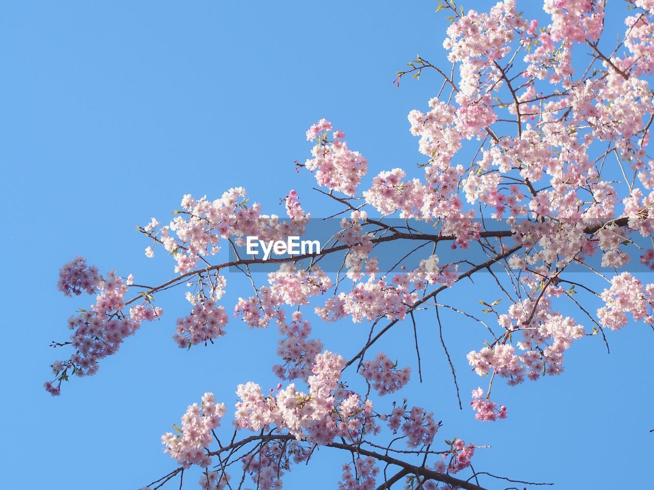 LOW ANGLE VIEW OF CHERRY TREE AGAINST BLUE SKY