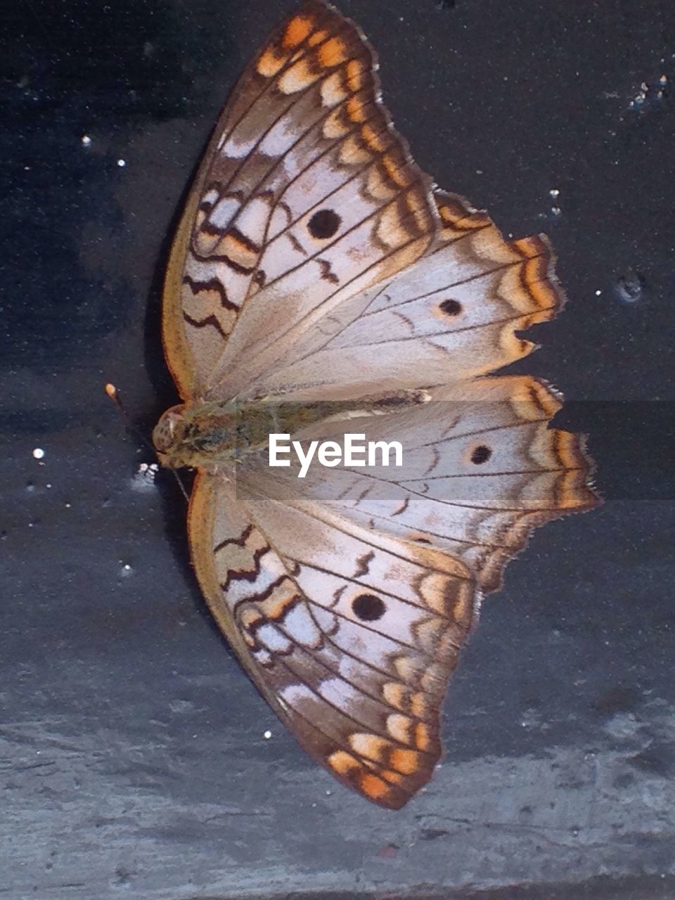 CLOSE-UP OF BUTTERFLY