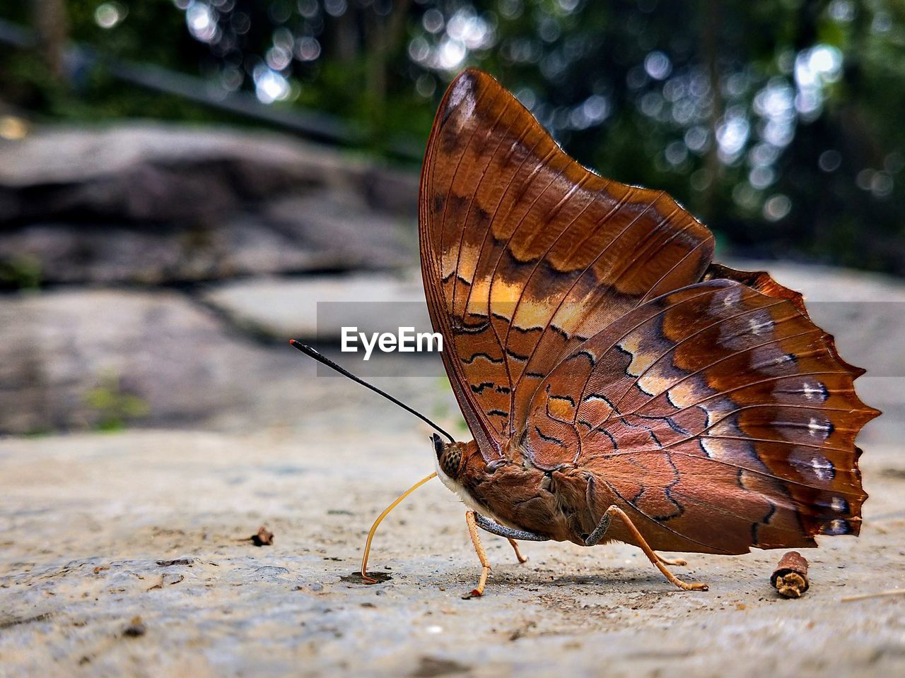 Close-up of butterfly