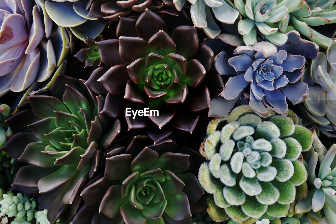 CLOSE-UP OF SUCCULENT PLANTS